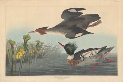 Red-breasted Merganser by John James Audubon